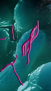 3D Animation of Borrelia burgdorferi, the Spirochete Bacterium that Causes Lyme Disease, on Cellular Tissue Surface