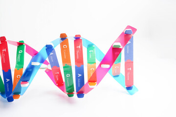 DNA molecule spiral structure model isolated on white background, chromosome and gene chemical science biology.