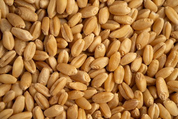Wheat and grains ears agricultural, organic farm concept.