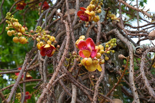 View of pink flowers on a cannonball tree, Couroupita guianensis