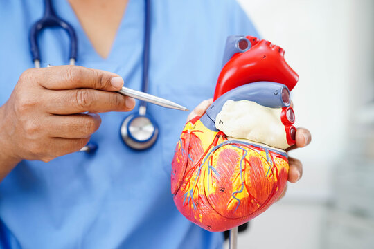 Cardiovascular disease CVD, doctor with heart human model anatomy for treatment patient in hospital. - Powered by Adobe