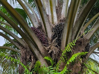 close up of palm tree