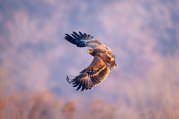 Fototapeta premium eagle in flight