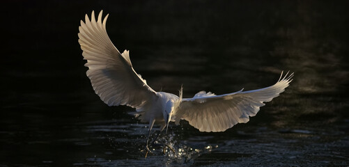 white goose in flight © Bai