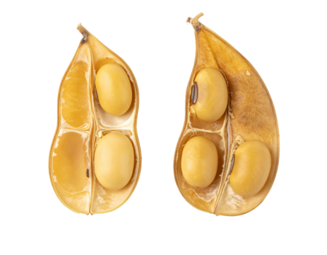 Opened Soybean Pod Showing Beans Collection – isolated on transparent background - Powered by Adobe