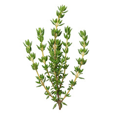 Fototapeta premium Fresh thyme sprigs isolated on transparent background, showcasing vibrant green leaves and delicate stems, perfect for culinary and botanical themes