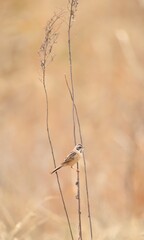 dry grass in the snow