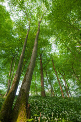 Frühlingswald mit dichter Bodenvegetation und grünem Blätterdach