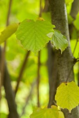 Plant list 2025 - Corylus maxima