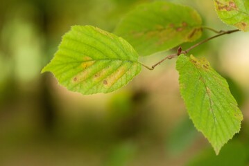 Plant list 2025 - Corylus avellana