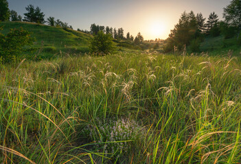 Morning landscape with hills, grasses, and wild thyme in the foreground