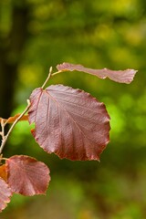 Plant list 2025 - Hamamelis &times; intermedia (Amanon)