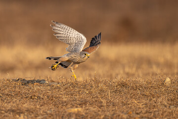 red tailed hawk in flight