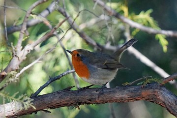 robin on a branch