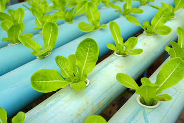 Close up fresh organic hydroponic vegetable plantation produce green salad hydroponic cultivate farm.