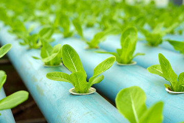 Close up fresh organic hydroponic vegetable plantation produce green salad hydroponic cultivate farm.