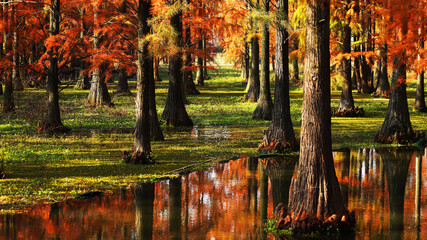 autumn forest in the morning