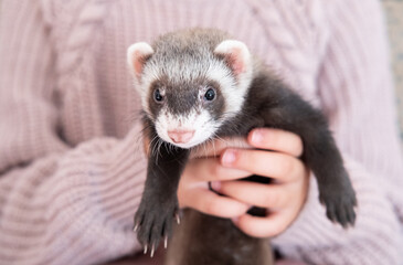 domestic ferret pet portrait, ferret face closeup; animal holded by human hand