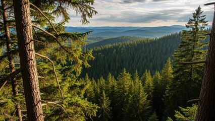 A serene forest landscape with tall evergreen trees and a clear blue sky.