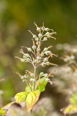 Naklejka premium Plant list 2025 - Deutzia × hybrida (Magicien)