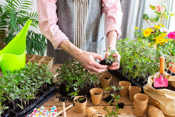 A man carefully pricks out young tomato seedlings and places them into eco-friendly pots, surrounded by lush plants and gardening tools in a bright indoor space, preparing for spring planting