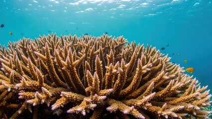 A vibrant underwater coral reef with a variety of fish swimming around.