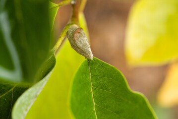 Plant list 2025 - Magnolie (Maxine Merrill)