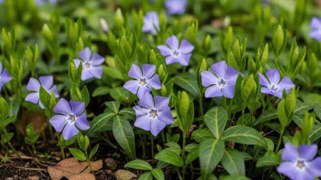 A vibrant garden scene with purple periwinkle flowers and green leaves.