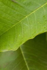 Plant list 2025 - Magnolia tripetala