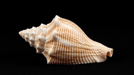 A seashell on a black background.