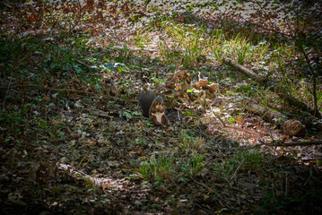 A squirrel searching for nuts in the park in Buzias, Romania