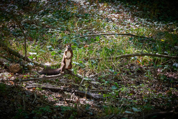 Obraz premium A squirrel searching for nuts in the park in Buzias, Romania