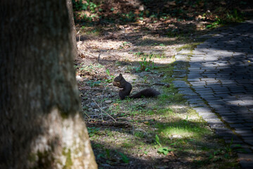 A squirrel searching for nuts in the park in Buzias, Romania