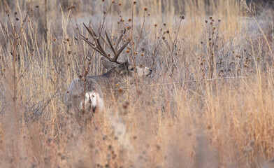 Mule Deer Buck During the Rut in Autumn in Colorado