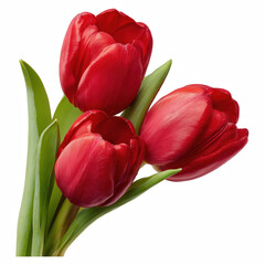 Fototapeta premium Red Tulip Bouquet with Green Leaves Isolated on Transparent Background