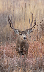 Mule Deer Buck During the Rut in Autumn in Colorado