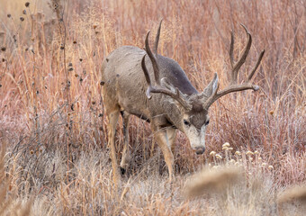 Mule Deer Buck During the Rut in Autumn in Colorado