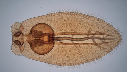 A microscopic view of a worm-like organism with a segmented body and a circular opening at one end.