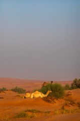 Semi wild camel grazing in the desert sand dunes near Dubai