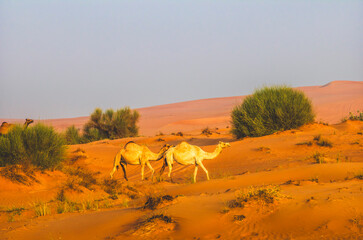 Semi wild camel grazing in the desert sand dunes near Dubai