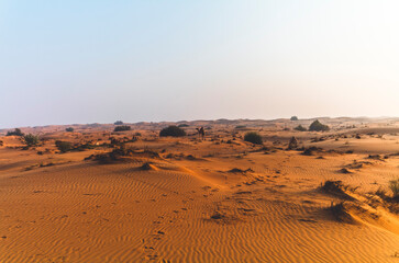 Semi wild camel grazing in the desert sand dunes near Dubai