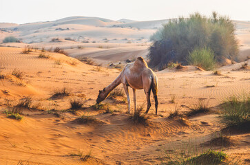 Semi wild camel grazing in the desert sand dunes near Dubai