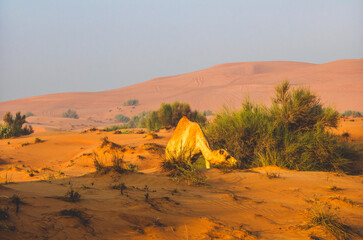 Semi wild camel grazing in the desert sand dunes near Dubai