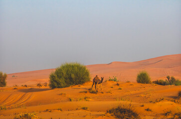 Semi wild camel grazing in the desert sand dunes near Dubai