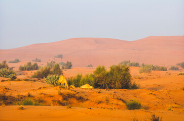 Semi wild camel grazing in the desert sand dunes near Dubai