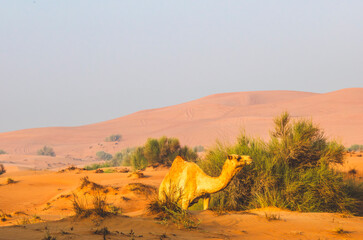 Semi wild camel grazing in the desert sand dunes near Dubai