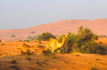 Semi wild camel grazing in the desert sand dunes near Dubai