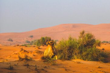 Semi wild camel grazing in the desert sand dunes near Dubai