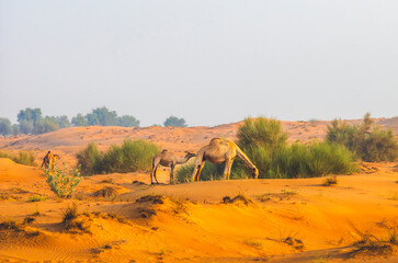 Semi wild camel grazing in the desert sand dunes near Dubai