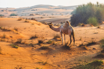 Semi wild camel grazing in the desert sand dunes near Dubai